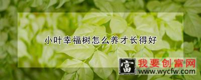 小叶幸福树怎么养才长得好