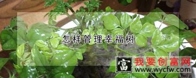 怎样管理幸福树