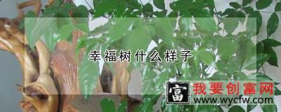 幸福树什么样子