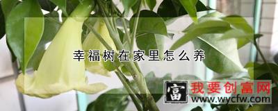 幸福树在家里怎么养