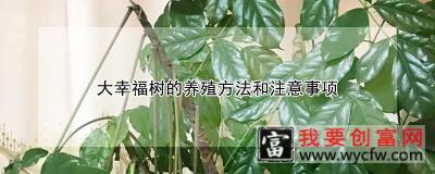 大幸福树的养殖方法和注意事项