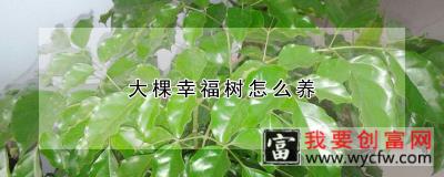 大棵幸福树怎么养