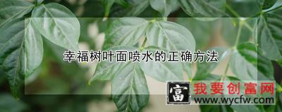 幸福树叶面喷水的正确方法