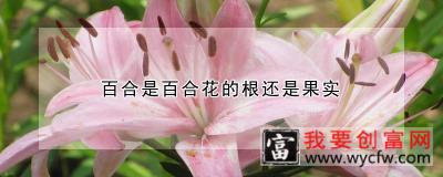 百合是百合花的根还是果实