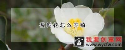 茶树花怎么<a href=https://www.wycfw.com/e/tags/?tagid=63 target=_blank class=infotextkey><a href=https://www.wycfw.com/yangzhi/ target=_blank class=infotextkey>养殖</a></a>