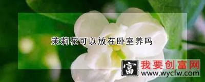 茉莉花可以放在卧室养吗