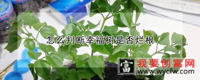 怎么判断幸福树是否烂根