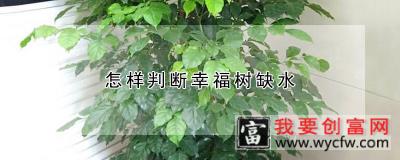 怎样判断幸福树缺水