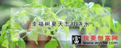 幸福树夏天怎样浇水