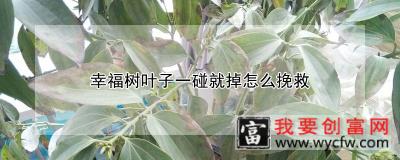 幸福树叶子一碰就掉怎么挽救