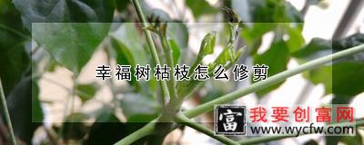 幸福树枯枝怎么修剪