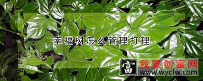 幸福树怎么管理打理