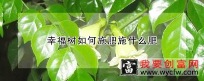 幸福树如何施肥施什么肥