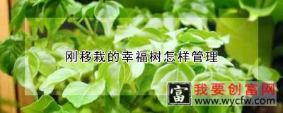 刚移栽的幸福树怎样管理