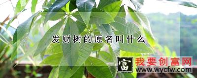 发财树的原名叫什么