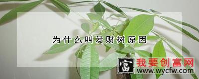 为什么叫发财树原因