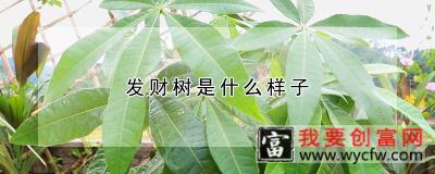 发财树是什么样子