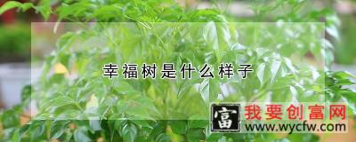 幸福树是什么样子