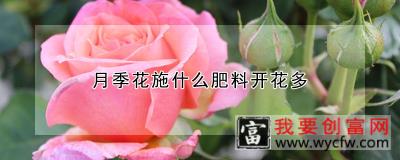 月季花施什么肥料开花多