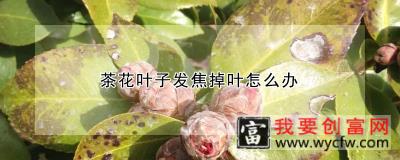 茶花叶子发焦掉叶怎么办