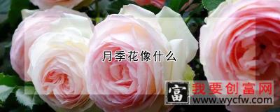 月季花像什么