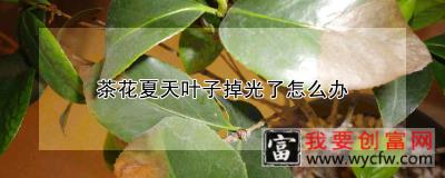 茶花夏天叶子掉光了怎么办