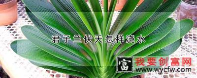 君子兰伏天怎样浇水