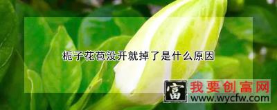 栀子花苞没开就掉了是什么原因