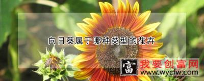 向日葵属于哪种类型的花卉