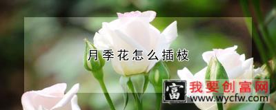 月季花怎么插枝