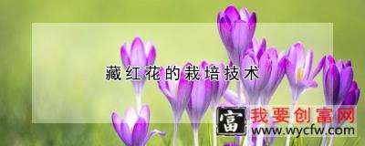 藏红花的栽培技术