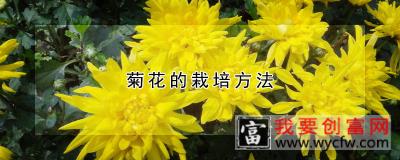 菊花的栽培方法