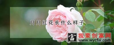 月月红花长什么样子