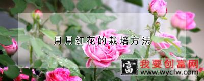 月月红花的栽培方法