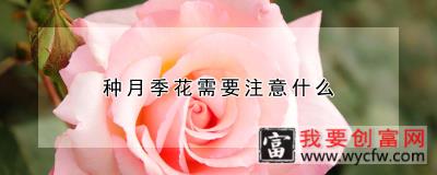 种月季花需要注意什么