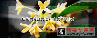 桂花的养殖方法和注意事项北方