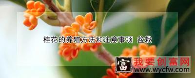 桂花的养殖方法和注意事项 盆栽