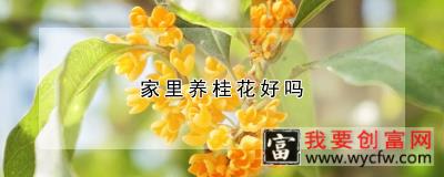 家里养桂花好吗