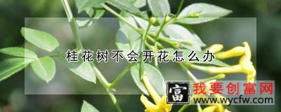 桂花树不会开花怎么办