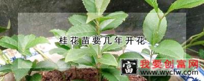 桂花苗要几年开花