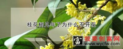 桂花树几年了为什么不开花