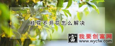 桂花不开花怎么解决