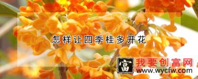 怎样让四季桂多开花