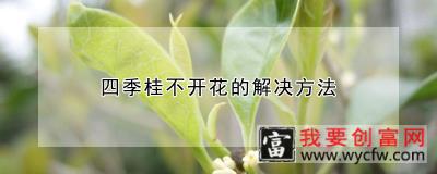 四季桂不开花的解决方法