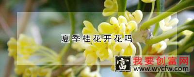 夏季桂花开花吗