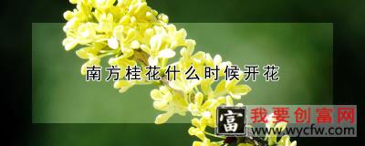 南方桂花什么时候开花