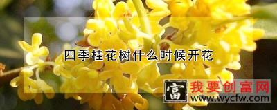 四季桂花树什么时候开花