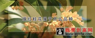 堰红桂花属于什么品种