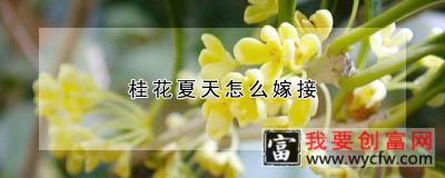 桂花夏天怎么嫁接