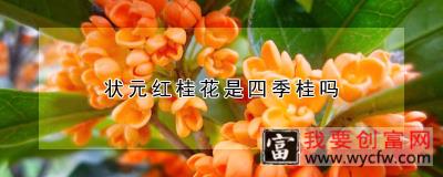 状元红桂花是四季桂吗